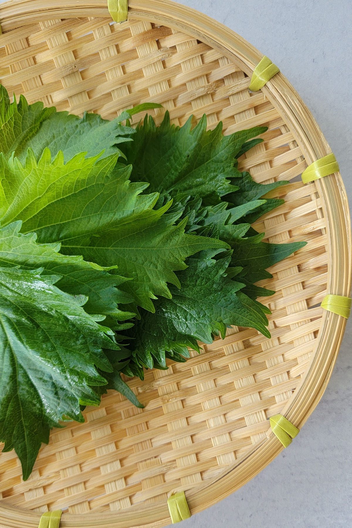 Green Shiso Perilla Leaves Plant Based Matters