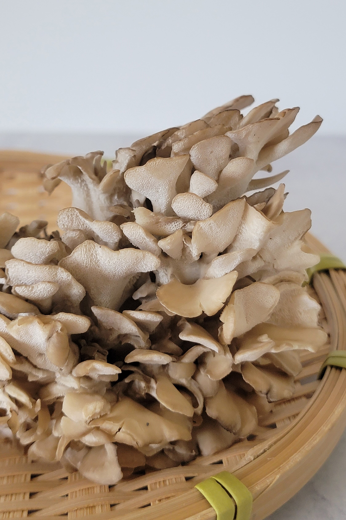 Maitake Mushrooms PlantBased Matters